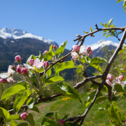 Urlaub Vinschgau Sommer 15